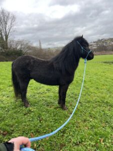 Black Dartmoor pony, stood freely in a field, with his blue Zenozoic Evolution Halter, and his owner stood away from him, no force or control, just ready for whatever his mum wants to communicate to him. 