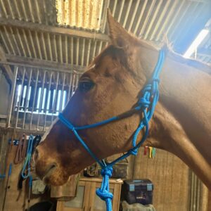 Chestnut Thoroughbred horse with Royal Blue Zenozoic Evolution Halter