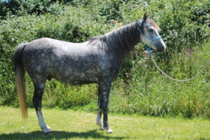 Dapple Grey Arab - Wearing royal blue knotted rope halter - correctly fitted