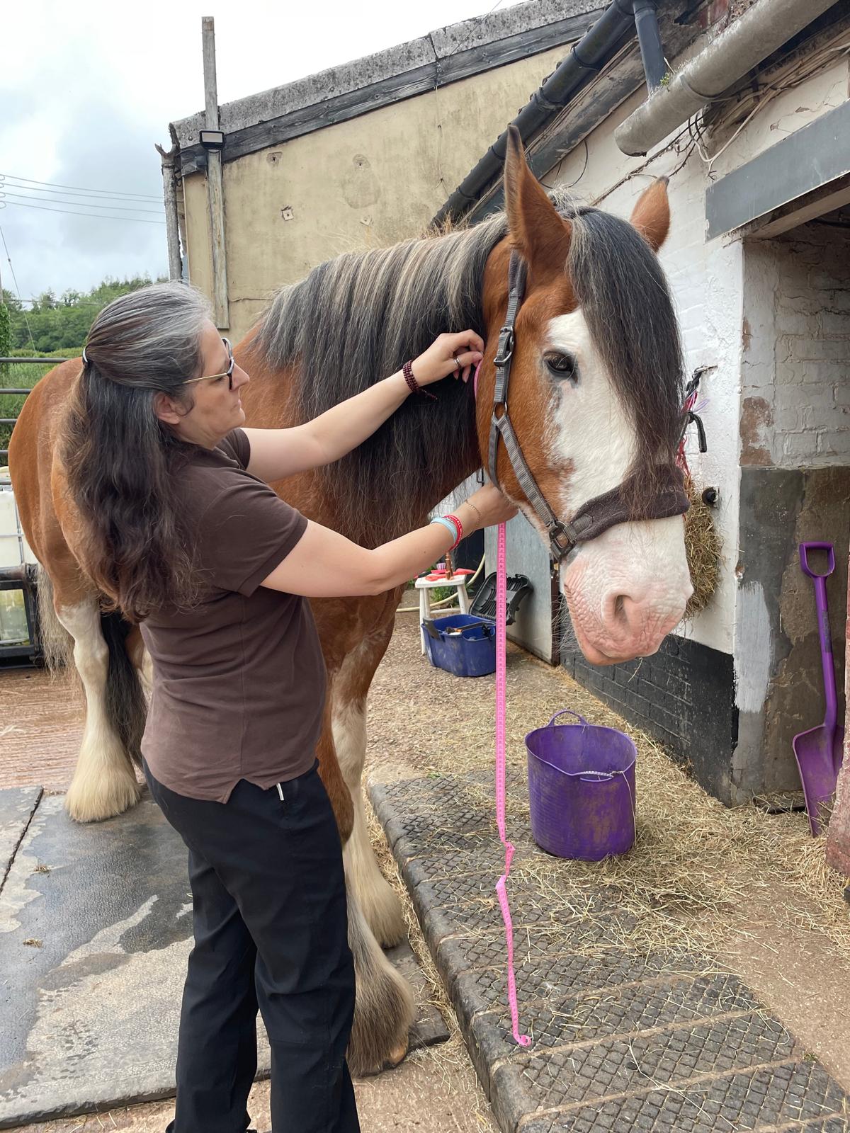 Bay Clydesdale being measured by Shirley for his Zenozoic Evolution Halter