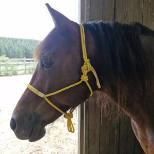Bay Welsh Section D - Wearing yellow standard size halter